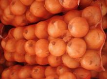 Supply China export fresh yellow onion