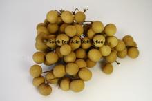 Longan