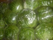 Fresh cabbage