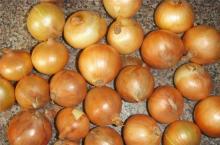 Fresh onion