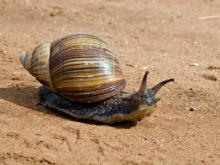 Escargot