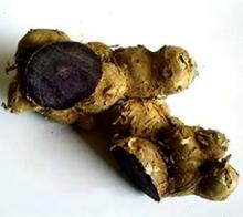  Black   Ginger  (Kaempferia parviflora)
