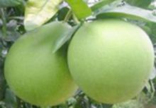 Fresh Pomelo Fresh Fruit