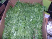  Fresh   Parsley 
