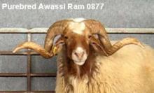Syrian Live Sheep