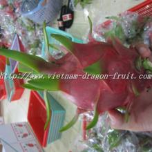 Vietnam Fresh Dragon Fruit .