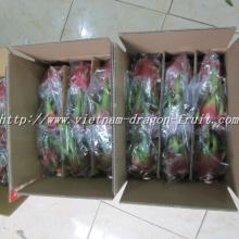 Fresh Dragon Fruit from Vietnam