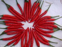 Pod Pepper 2012 new corn