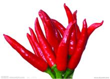 hot chilli-pod pepper 2012 new corn