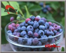 Herbal extract, Bilberry Extracts