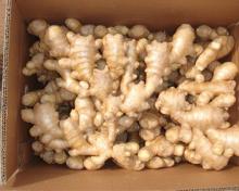Fresh Ginger