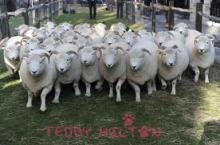 live sheep