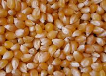 Pop Corn
