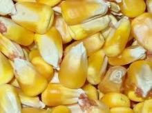 YELLOW CORN