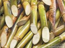 FRESH  SUGAR   CANE 