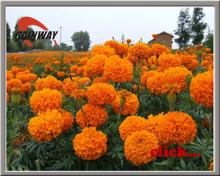 Herbal extract, Marigold Extract