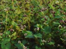buckwheat roasted in factory price