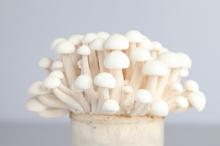Fresh mushroom Shimeji