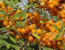Frozen sea buckthorn or IQF sea buckthorn