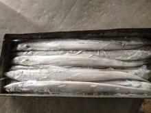 FROZEN WHOLE ROUND  RIBBON   FISH  ( HAIRTAIL   FISH )