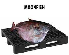 MOONFISH