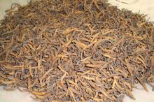 Cordyceps  Sinensis 