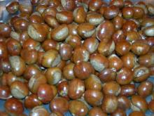 chestnut