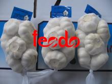 Garlic,fresh garlic, cold store garlic