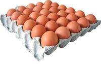 BROWNE EGG EXPORTERZ, WHITE SHEL EGG SUPPLIERZ, RED ONI0N, P0TATO, DRY CHILLI, SPICEZ EXPORTZ