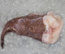 FROZEN  MONK   FISH 