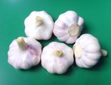 Chinese Fresh  Garlic  with competitive price