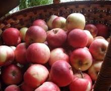 Fuji apples
