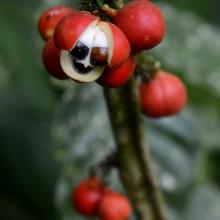  Guarana   seed   Extract  powder