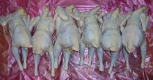 Korea origin commercial egg laying hen portion meats