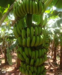 Cavendish Banana