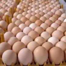 Fresh table eggs
