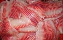 Frozen tilapia fillet