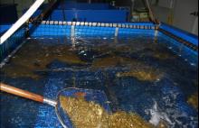 Live Flounder Fish