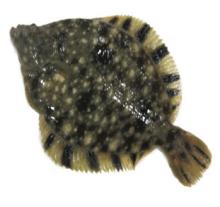 Live Starry  Flounder 