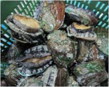  Live   Abalone 