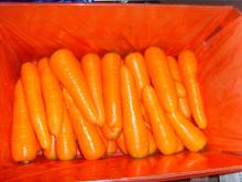 carrot