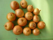 yellow onion