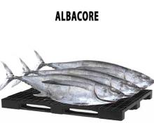  ALBACORE 
