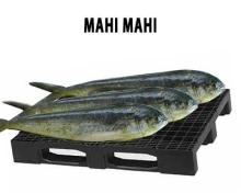 MAHI MAHI
