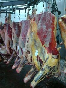  BEEF   QUARTER S high quality