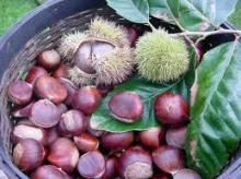 Chestnut