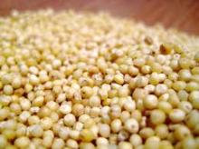 Millet grains