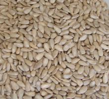 Organic  Sunflower   seed  kernel  Bakery  grade