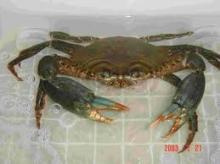 MUD CRAB