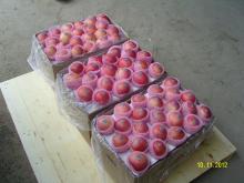 2012 yantai fuji apple